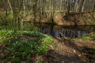 Yoğun bir ormanın ortasından akan bir nehir, Polonya 'daki yürüyüş yolunda sonbahar yaprakları.