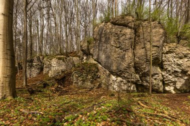 Uzun ağaçlar, sonbahar havası, vahşi bitki örtüsü, yürüyüş yolları, ön taraftaki ağaçları kesme.