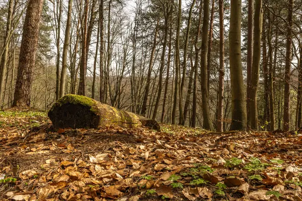 Çürümüş ağaçların dalları yere düştü, Polonya 'da sonbahar, sonbahar ve bahar bitkileri boyunca uzanan bir yürüyüş patikası.
