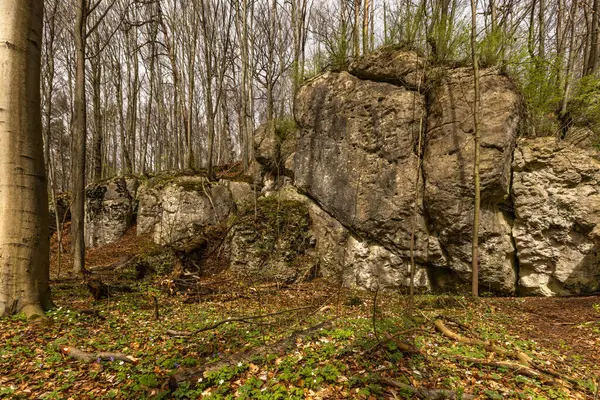 Uzun ağaçlar, sonbahar havası, vahşi bitki örtüsü, yürüyüş yolları, ön taraftaki ağaçları kesme.