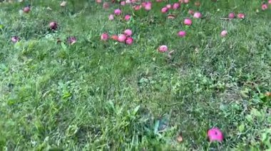 Meyve bahçesindeki bir ağaçtan olgun elmaları topluyorum. Sonbahar mevsiminde taze, kırmızı elma toplayan eller, organik tarım, doğal gıda üretimi ve kırsal yaşam tarzını sembolize ediyor. Klip meyve hasadının ve sürdürülebilirliğin güzelliğini yakalıyor., 