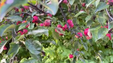 Meyve bahçesindeki bir ağaçtan olgun elmaları topluyorum. Sonbahar mevsiminde taze, kırmızı elma toplayan eller, organik tarım, doğal gıda üretimi ve kırsal yaşam tarzını sembolize ediyor. Klip meyve hasadının ve sürdürülebilirliğin güzelliğini yakalıyor., 