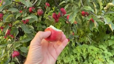 Meyve bahçesindeki bir ağaçtan olgun elmaları topluyorum. Sonbahar mevsiminde taze, kırmızı elma toplayan eller, organik tarım, doğal gıda üretimi ve kırsal yaşam tarzını sembolize ediyor. Klip meyve hasadının ve sürdürülebilirliğin güzelliğini yakalıyor., 