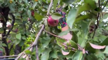 Meyve bahçesindeki bir ağaçtan olgun elmaları topluyorum. Sonbahar mevsiminde taze, kırmızı elma toplayan eller, organik tarım, doğal gıda üretimi ve kırsal yaşam tarzını sembolize ediyor. Klip meyve hasadının ve sürdürülebilirliğin güzelliğini yakalıyor., 
