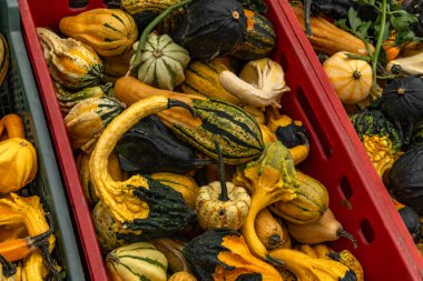 Bir çiftçi pazarındaki plastik sandıklarda Cadılar Bayramı 'nda sergilenen taze toplanmış süs kabakları. Değişik şekil ve dokularda sarı, yeşil, turuncu ve siyah kabakların canlı bir karışımı. Sonbahar ve hasat için mükemmel mevsimsel konsept, 