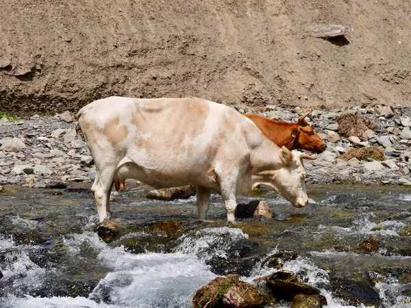 Krowy Stojące Rzece Dolinie Juty Region Kazbegi Gruzja Wysokiej Jakości — Zdjęcie stockowe