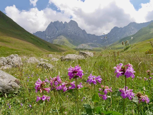 Pradera Flores Valle Juta Montañas Chaukhi Fondo Región Kazbegi Georgia —  Fotos de Stock