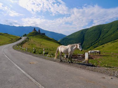 White horses with Gergeti Trinity Church in Kazbegi at sunrise in the background. Georgia. High quality photo clipart