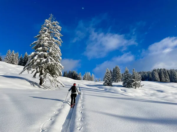 Karla kaplı huzurlu bir kış manzarasında kayak turu. Vorarlberg, Avusturya. Yüksek kalite fotoğraf