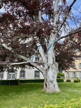 Huge old tree fixed with strap in park, Chur, Switzerland. High quality photo