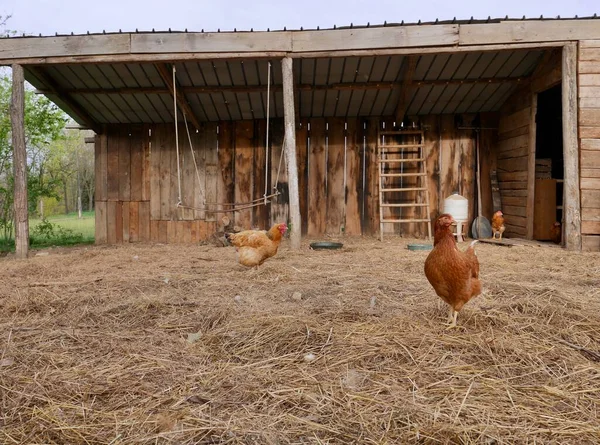 Szabadtartású Csirke Fapajtával Kiváló Minőségű Fénykép — Stock Fotó