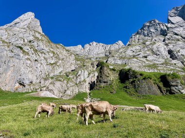 Alpstein, Appenzell, İsviçre 'deki inekler. Yüksek kalite fotoğraf