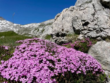 Moss Campion, İsviçre Alplerinde Silene Acaulis. Yüksek kalite fotoğraf
