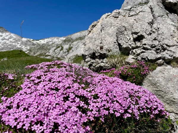 Moss Campion Silene Acaulis Swiss Alps 高质量的照片 图库图片