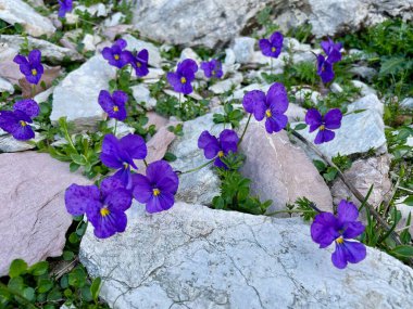 Vahşi Cyclamen 'leri kapatın. Yüksek kalite fotoğraf