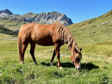 Alplerdeki at, Lech, Arlberg, Avusturya. Yüksek kalite fotoğraf