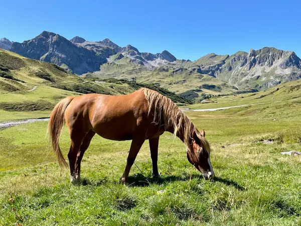 Alplerdeki at, Lech, Arlberg, Avusturya. Yüksek kalite fotoğraf