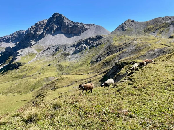 Troupeau Moutons Dans Les Alpes Autrichiennes Lech Arlberg Photo Haute — Photo