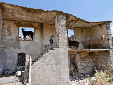 Arnavutluk 'un kırsal kesimindeki Nivica Kanyonu' nda terk edilmiş binadaki keçi sürüsü. Yüksek kalite fotoğraf