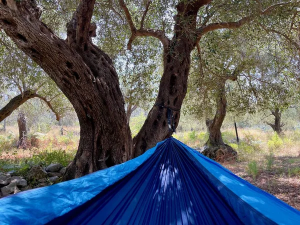 Blue hammock hanging in olive grove. High quality photo