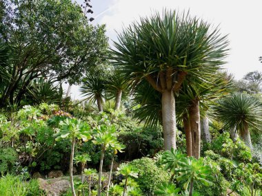 Meksika Bahçesi, Sintra, Portekiz 'deki Monserrate Sarayı. Yüksek kalite fotoğraf