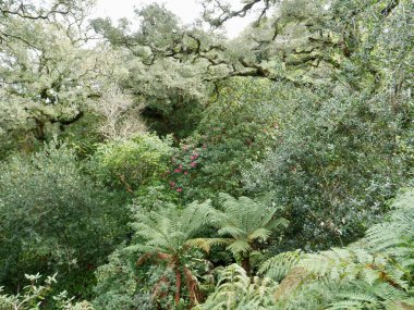 Monserrate Sarayı, Sintra, Portekiz 'de dev ağaçlar ve çiçek açan kamelya. Yüksek kalite fotoğraf