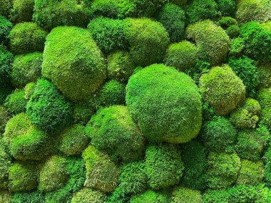 Dikey yosun bahçesi. Çevre dostu yeşil duvar. Yüksek kalite fotoğraf