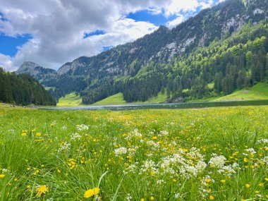 Saemtisersee 'nin panoramik manzarası. Alpstein, Appenzell, İsviçre' deki yabani çiçek çayırı. Yüksek kalite fotoğraf