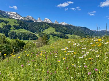 Toggenburg 'daki İsviçre Alpleri, Churfirsten' in panoramik manzarası. St. Gallen, İsviçre. Yüksek kalite fotoğraf