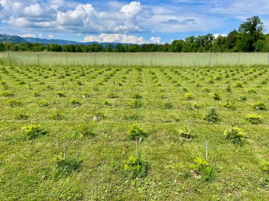 Noel ağacı çiftliğindeki köknar ağaçlarının panoramik manzarası. Yüksek kalite fotoğraf