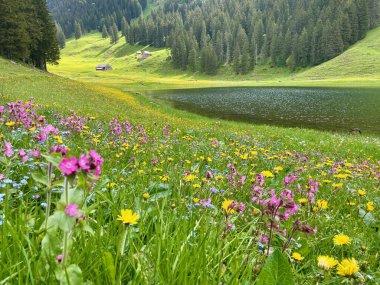 Panoramic view of Saemtisersee with wild flower meadow in Alpstein, Appenzell, Switzerland. High quality photo clipart