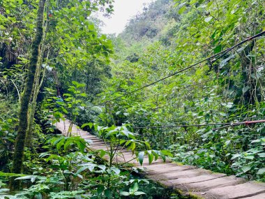 Los Nevados Ulusal Parkı, Cocora Vadisi, Kolombiya Köprüsü. Yüksek kalite fotoğraf