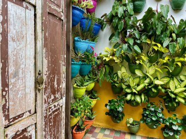 Çevre dostu yeşil duvar. Tropikal bitkilerle dolu dikey bahçe. Yüksek kalite fotoğraf