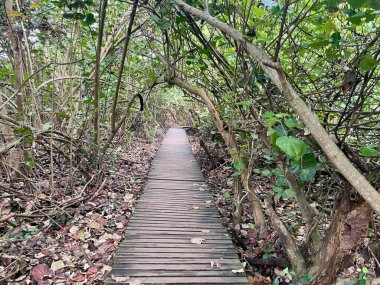 Cabo San Juan plajına yürüyüş yolu, Tayrona Ulusal Parkı, Kolombiya. Yüksek kalite fotoğraf