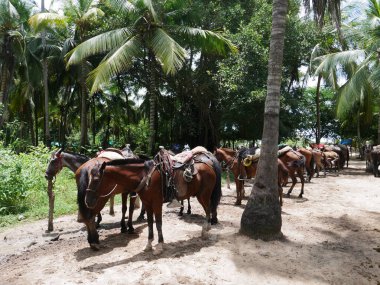 Cabo San Juan plajında atlar, Tayrona Ulusal Parkı, Kolombiya. Yüksek kalite fotoğraf