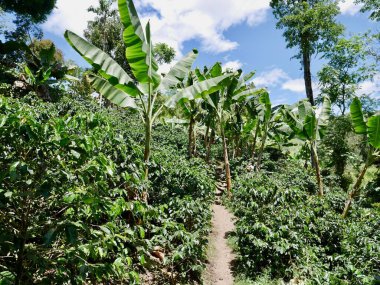 Salento 'daki organik kahve tarlası, kahve bölgesi, Kolombiya. Yüksek kalite fotoğraf