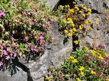 Kuru taş duvarda büyüyen Alp çiçeklerine yakın dur. Yüksek kalite fotoğraf