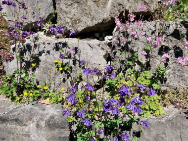 Kuru taş duvarda büyüyen Alp sütunlarını kapatın. Yüksek kalite fotoğraf