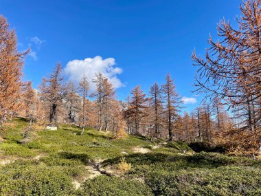 Renkli karaçam ağacı, İtalya Valle Bognanco 'da sonbahar manzarası. Yüksek kalite fotoğraf