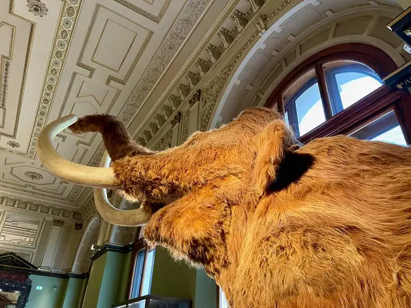 Naturhistorisches Museum Wien 'in içi, Viyana Doğa Tarihi Müzesi, Avusturya, 2.06.2025, devasa yünlü mamut heykelinin kapağı. Yüksek kalite fotoğraf