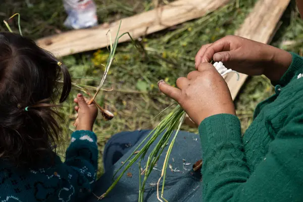 Perulu yerli bir kadının elleri maydanoz dallarını temizliyor.