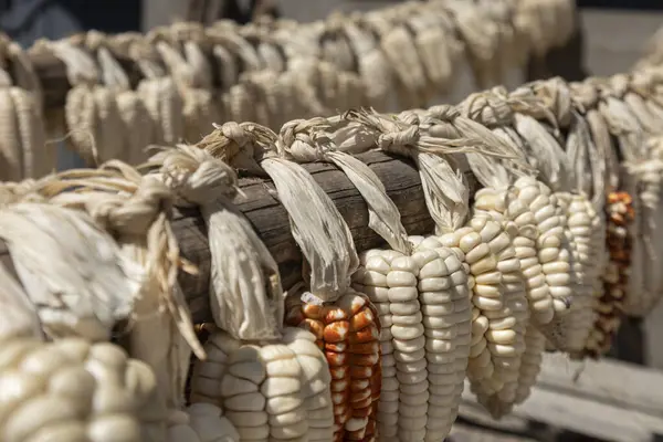 Choclo, beyaz mısır güneşte bağlanıyor ve kuruyor.