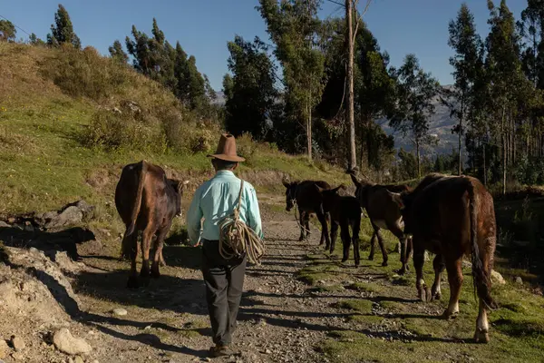 Katır adam hayvanlarıyla yürüyor, Peru kırsal kesiminde.