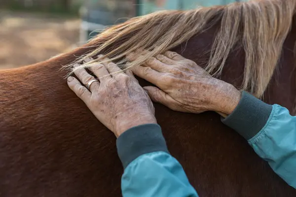 Veteriner terapistin elleri atın iyileşmesine yardım ediyor.