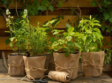 Bahçe bitkileri. Biberiye, nane, biber ve çilek. Kahverengi kağıt pakette. Baharat ve bitki tohumu..