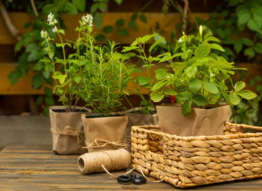 Bahçe bitkileri. Biberiye, nane, biber ve çilek. Kahverengi kağıt pakette. Baharat ve bitki tohumu..