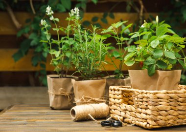 Bahçe bitkileri. Biberiye, nane, biber ve çilek. Kahverengi kağıt pakette. Baharat ve bitki tohumu..