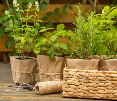 Bahçe bitkileri. Biberiye, nane, biber ve çilek. Kahverengi kağıt pakette. Baharat ve bitki tohumu..