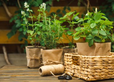 Bahçe bitkileri. Biberiye, nane, biber ve çilek. Kahverengi kağıt pakette. Baharat ve bitki tohumu..