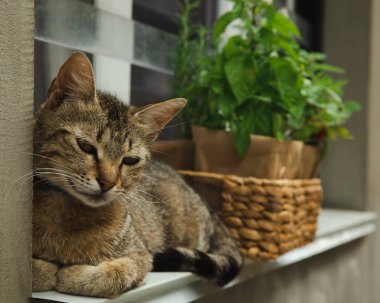 Pencerede saksıda taze bitkiler var. Kahverengi kağıt ambalajında biberiye, nane, biber ve çilek içeren kedi yavrusu. Baharat ve baharat tohumları. Tenceredeki çeşitli taze otlar..